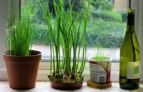 I plant in raised beds for good drainage, and then mulch with about 6 inches of old hay after the ground freezes. How To Grow Garlic Indoors Growing Garlic In Pots Balcony Garden Web