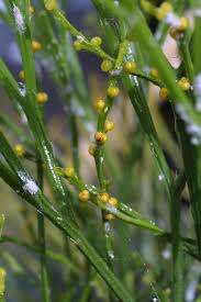 Image result for Psilotum nudum