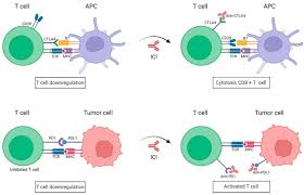 Image result for Immune Checkpoint Inhibitor
