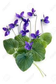 Violets And Leaves Over White Background Violet Flower Beautiful Flowers Purple Flowers