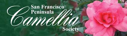 The gfwb camellia society was founded in 1958 by a group of local camellia lovers. San Francisco Peninsula Camellia Society Facebook