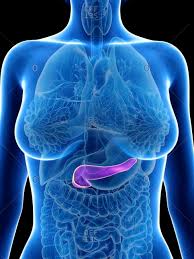 Uterus, where an embryo can develop into a fetus. Pancreas In Human Body Stock Photos Offset