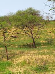 Image result for Acacia senegal
