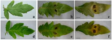 Image result for tomato seedling early blight