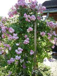 Adr Rose Seite 1 Rund Um Die Rose Mein Schoner Garten Online Gartenrosen Schone Blumen Kletterrosen