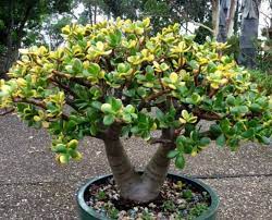 10 Houseplants That Are Dangerous For Your Dog Weddington Animal Hospital