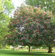 Frosts and snowfalls are beneficial rather than harmful to the trees. Red Horse Chestnut Aesculus Carnea Briotti Chestnut Trees Horse Chestnut Trees Red Horsechestnut