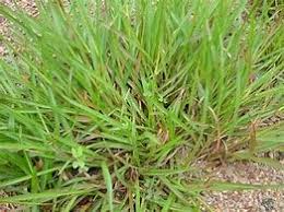 Image result for Digitaria maitlandii