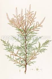 Check spelling or type a new query. Tamarix Gallica Buy Seeds At Rarepalmseeds Com
