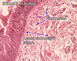 It holds organs in place and attaches epithelial tissue to other underlying tissues. Connective Tissue
