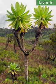 Image result for Solanecio sp.no.1