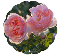 This romantica type hybrid tea rose produces fully double blooms that are light apricot to shell pink in color. Stargazer Perennials Princesse Charlene De Monaco Rose Plant Very Fragrant Pink 100 Petal Own Root Potted Buy Online In Mongolia At Mongolia Desertcart Com Productid 109283035