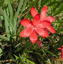 Image result for Cyrtanthus rhodesianus