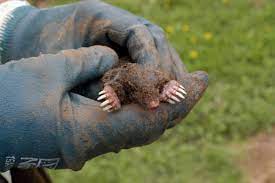 We have even had to eradicate them when they for the homeowner in the countryside the rabbit will be seen as a pest when they invade gardens and eat expensive plants, they will also ruin. Pest Control In U K Includes Shooting Rabbits News Stripes