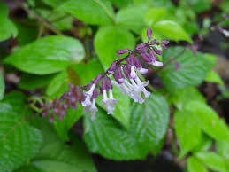 Image result for Orthosiphon thymiflorus