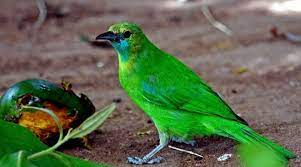 Cara Membuat Burung Cucak Rante Ranting Agar Menjadi Gacor