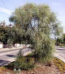 It is an evergreen tree in the family fabaceae native to australia. Acacia Stenophylla At San Marcos Growers