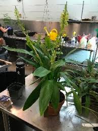 Image result for Polystachya melanantha