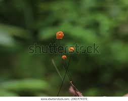 Image result for Marasmius siccus