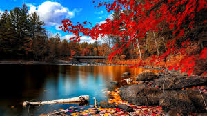 4k Nature Wallpaper For Windows 10 Ideas Wallpaper In 2020 Hd Nature Wallpapers Nature Desktop Wallpaper Desktop Wallpaper Fall