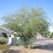 Image result for Acacia