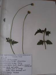 Image result for Tridax