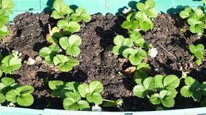 They are sparsely hairy below. Garden Answers Plant Identification App Plants Plant Identification Garden Answers