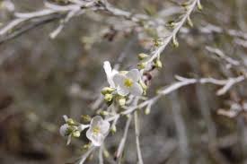 Image result for Gomphostigma