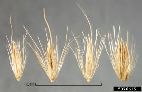 Image result for Cenchrus caudatus