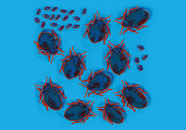 How To Protect Your Bed Against Bed Bugs | Mattressman