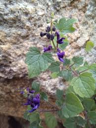 Image result for Equilabium parvum