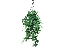 Там ее плети достигают 80 м. Hedera Helix Variegated Indoor Hanging Plants Dubai Garden Centre