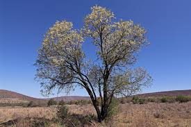 Image result for Acacia afra