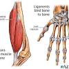 Attached to the bones of the skeletal system are about 700 named muscles that make up roughly half of a person's body weight. 1