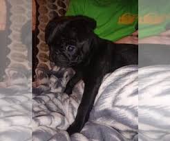 Fortunately, workers were able to rescue the small dog. Puppyfinder Com Pug Puppies Puppies For Sale And Pug Dogs For Adoption Near Me In 21222 Baltimore Maryland Usa Page 1 Displays 10