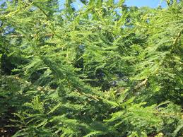 Image result for Acacia ataxacantha