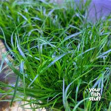 Image result for Juncus