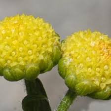 Image result for Grangea