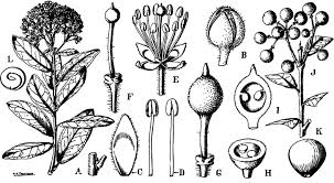 Image result for Boscia matabelensis