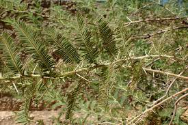 Image result for Acacia gerrardii