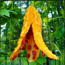 Image result for Momordica pterocarpa