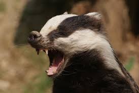 Dachs Mal Mude Honey Badger Animals Wild Animals Beautiful