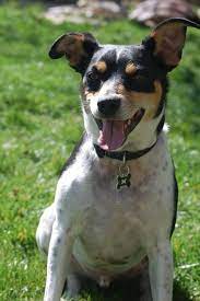 We did not find results for: The Rat Terrier Border Collie Mix Is It The Right Dog For You Canine Hq