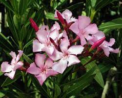 Oleander Is So Toxic Even A Whiff Of Its Fumes Is Poisonous Deadly Plants Common Garden Plants Poisonous Flowers