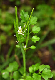 Image result for Cardamine obliqua