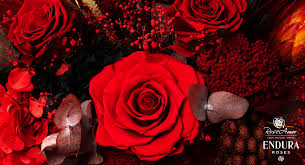 We did not find results for: Roseamor Roseamor