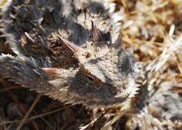 Image result for Blepharis dunensis