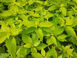 Image result for Pisonia