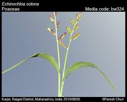Image result for Echinochloa ugandensis