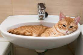 Think about this for a moment. How To Give A Cat A Bath And Survive Catster